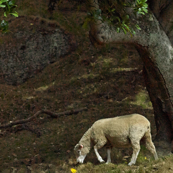 More-About-Us-Merino-Wool_1 - Nature Baby
