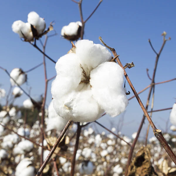 why-choose-organic-cotton_LearnMore_600x600px - Nature Baby