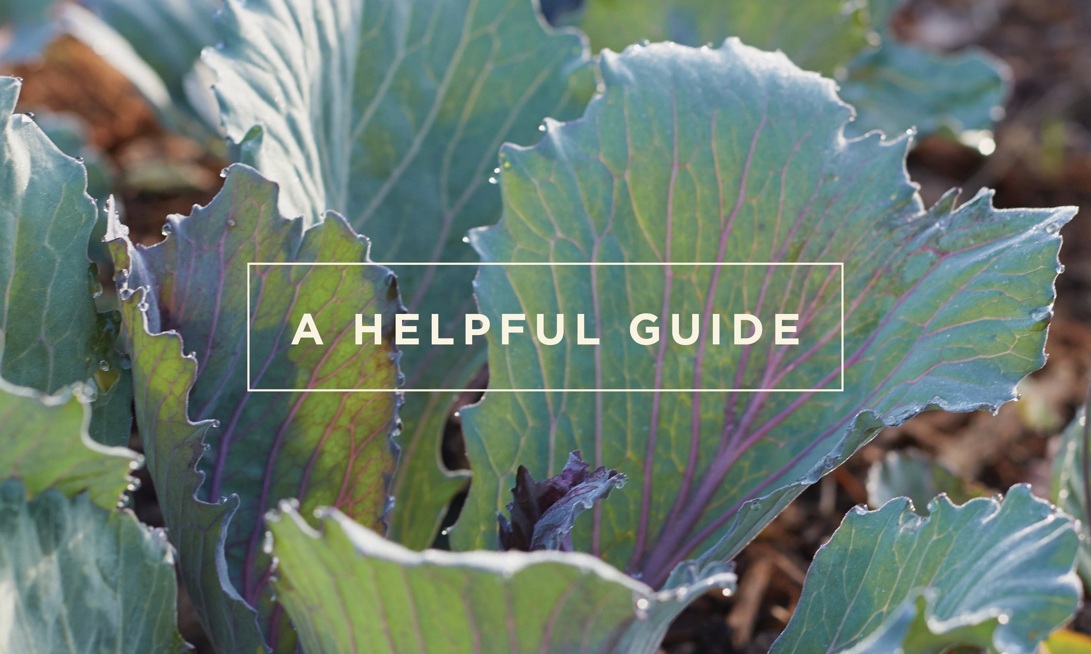 Recipe: Organic Broccoli Bites | Wellbeing - Nature Baby