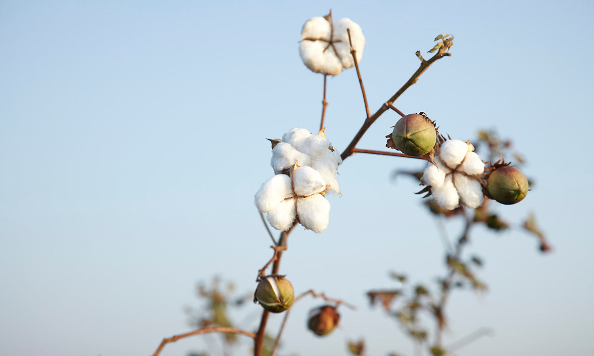 Kind To Our Earth: GOTS Certification | Who We Are - Nature Baby